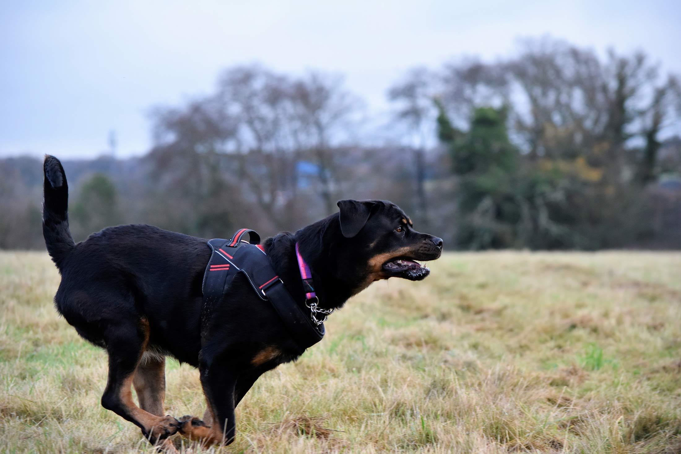 Dog Walking in Watford