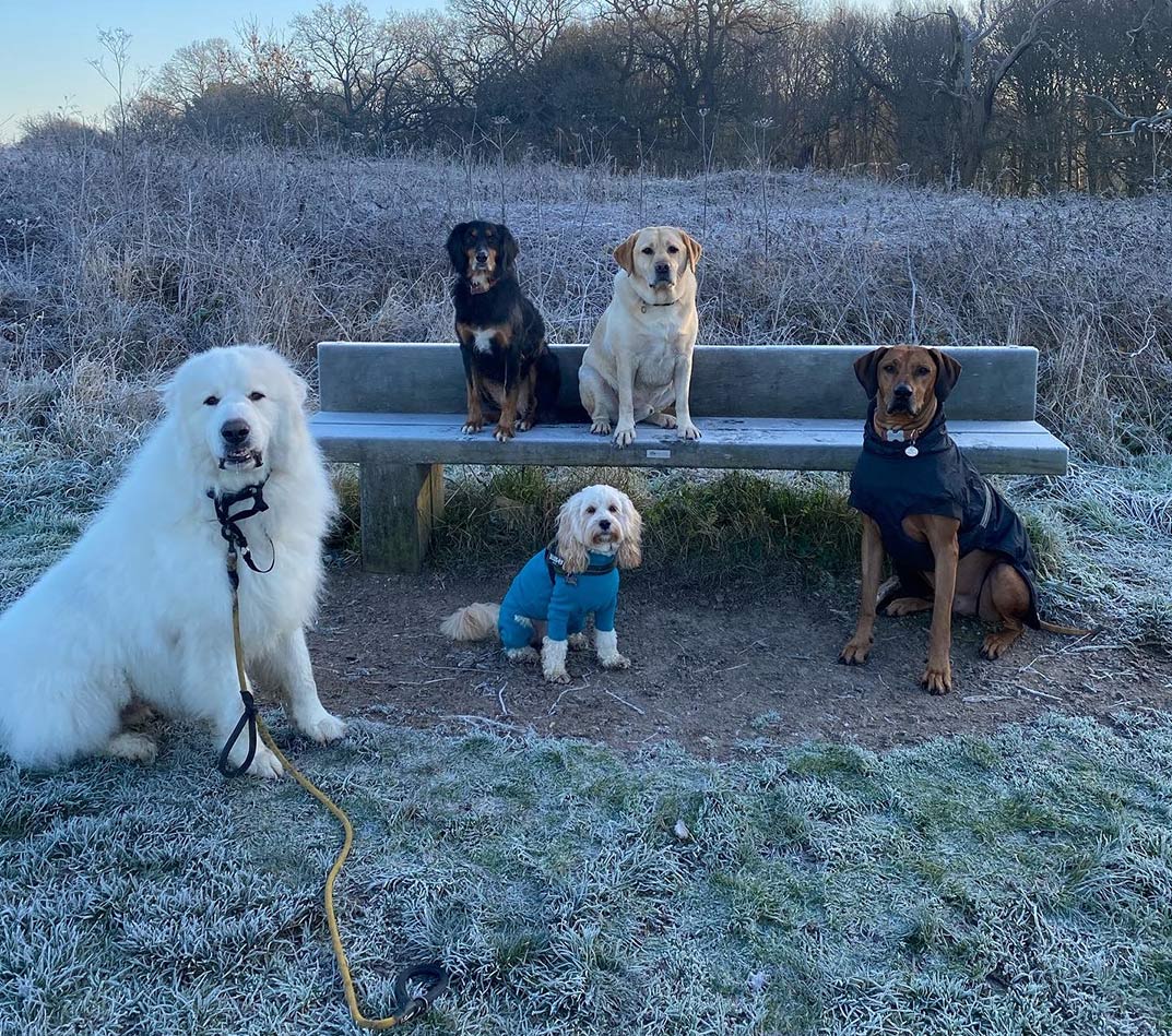 Group Dog Walking