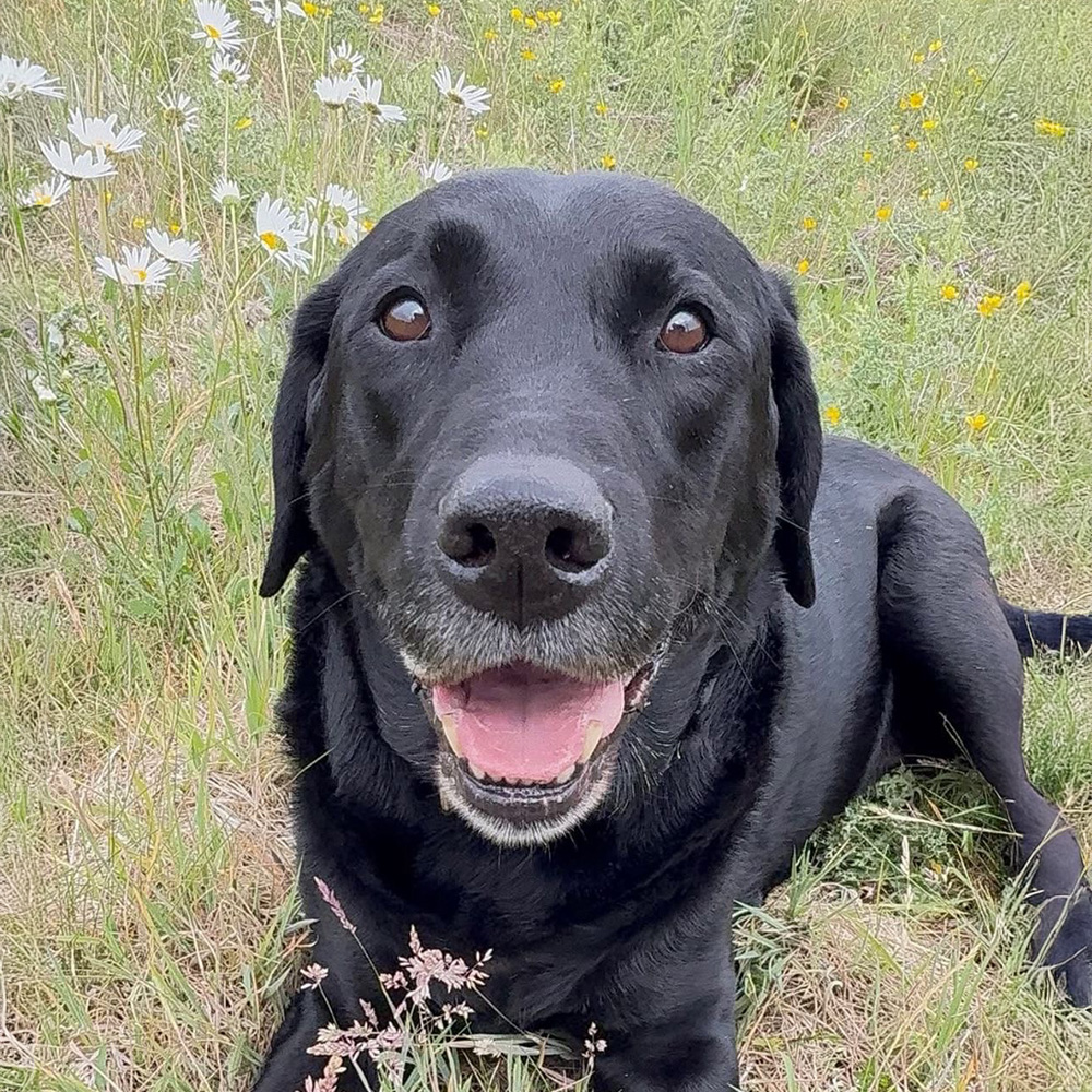 Max the Dog