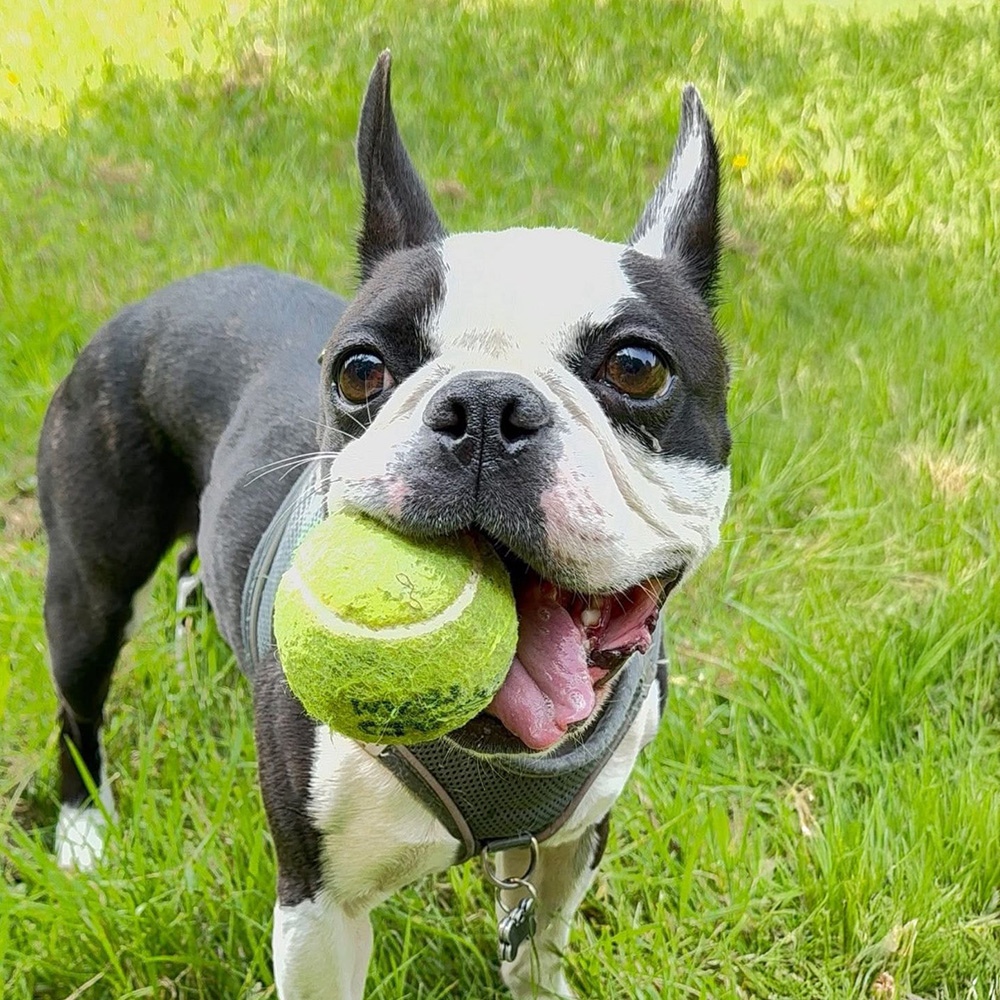 Blue the Dog