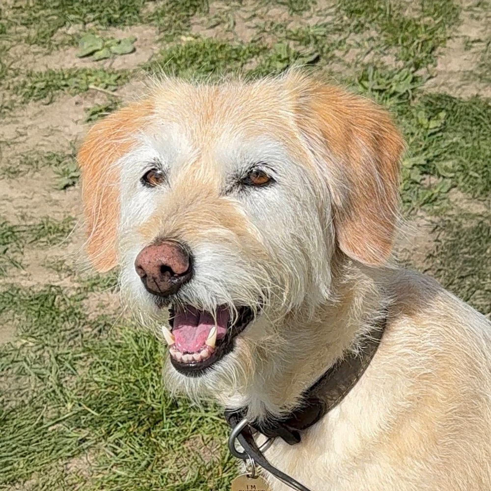Martha the Dog